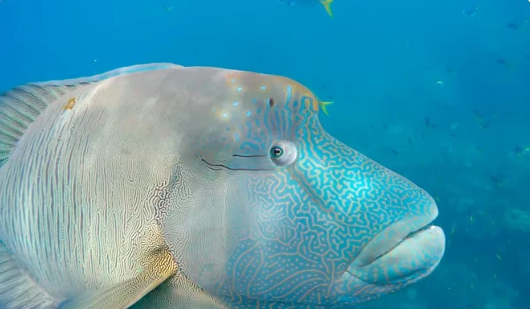 A Napoleon wrasse swimming over the reef